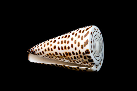 An isolated conch seashell over black.