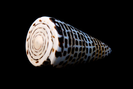 An isolated conch seashell over black.