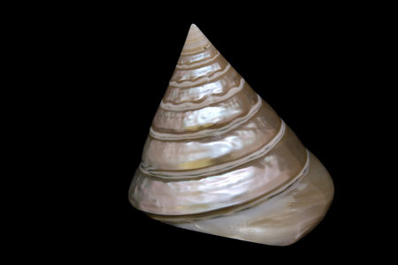 An isolated conch seashell over black.