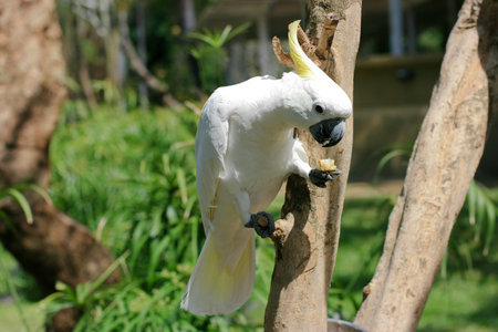 White parrot on the branch