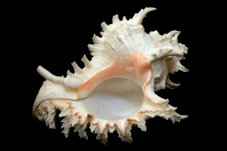 An isolated conch seashell over black.の写真素材