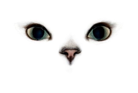 Cat's eyes and nose on white background.の写真素材