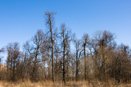 Ancient forest