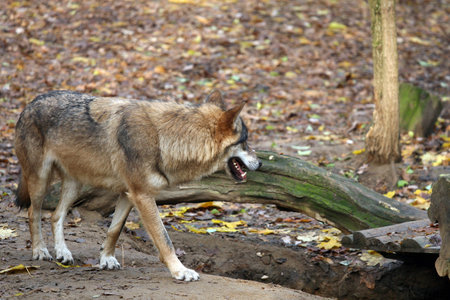 Wolf in the Prague zoo