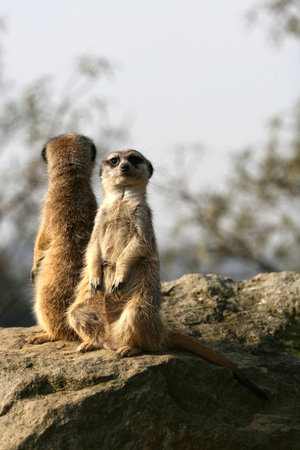 Two meerkats sitting on the stone