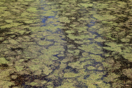 Pond covered with duckweed. Background