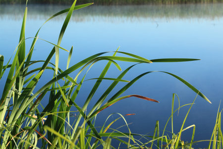 Summer view: grass against the water backgroundの写真素材