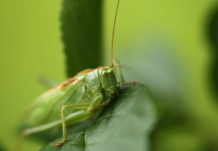 Grasshopper in greenery; macro shot
