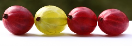 Be yourself! Green gooseberry among red onesの写真素材