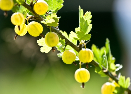 Gooseberry branch - closeup shotの写真素材