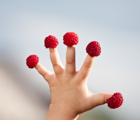 Little child's hand with raspberry の写真素材