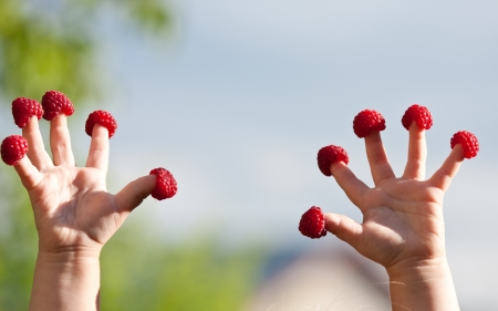 Little child's hands with raspberries on fingersの写真素材