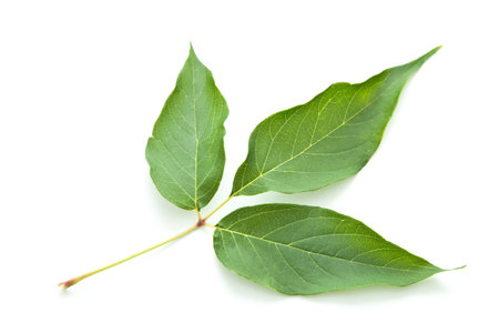Green leaf of an ash isolated on white