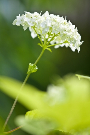 Hydrangea - macro shot of a summer flowerの写真素材