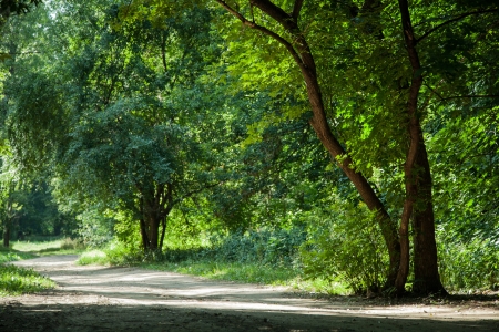 Morning in the park; summer landscapeの写真素材