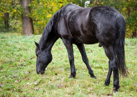 Black horse browsingの写真素材