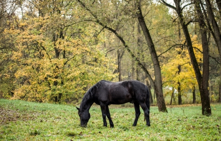 Black horseの写真素材