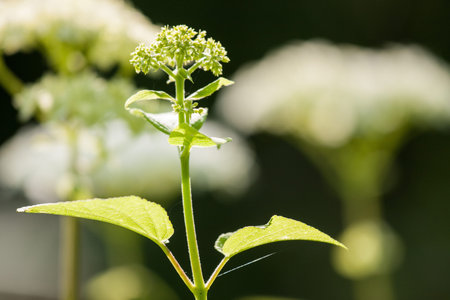 Hydrangea