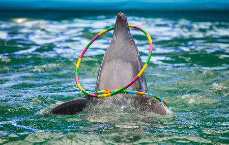 A dolphin in a show in a delphinarium
