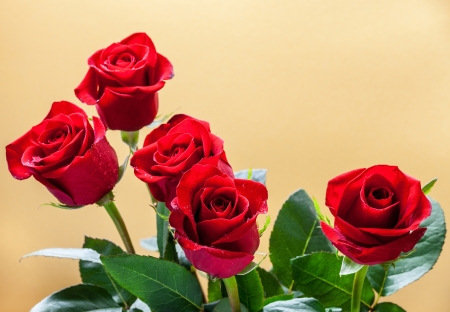 Dark red roses on yellow backgroundの写真素材