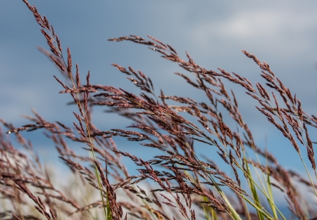 Grass on sky backgroundの写真素材