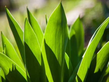 Green plant - closeup shot