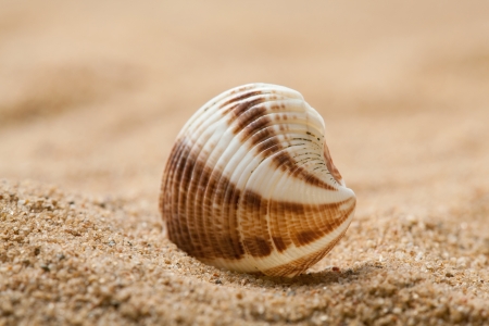 Beautiful seashell on sandy beachの写真素材