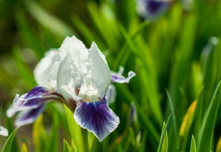 One beautiful iris in a gardenの写真素材