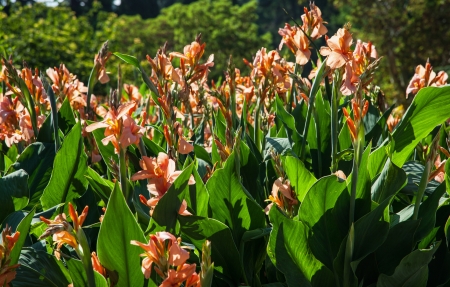 Orange  flowers (lily) in garden environmentの写真素材