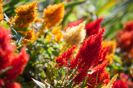 Red and orange flowers in garden environment