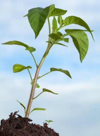  Green tomato plant growing in soil on blue sky backgroundの写真素材