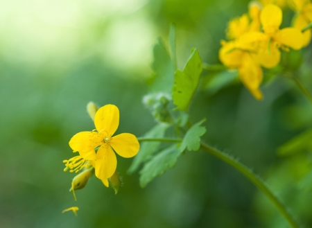  Flowers of Chelidonium growing in summer greeneryの写真素材