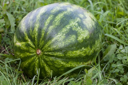 Big watermelon on green grassの写真素材