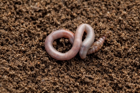 Earthworm in soil - closeup shotの写真素材