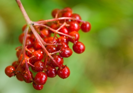 Red berries of arrowwood - closeup shotの写真素材