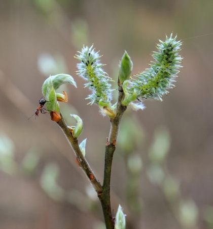 Ant on a branch of a yuong treeの写真素材