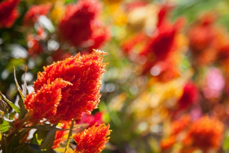 Red and orange flowers in garden environmentの写真素材