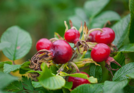 Ripe rosehip berries, closeup shotの写真素材