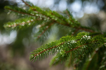 Closeup of fir green branches