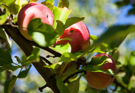 Ripe apples on a branch in a gardenの写真素材