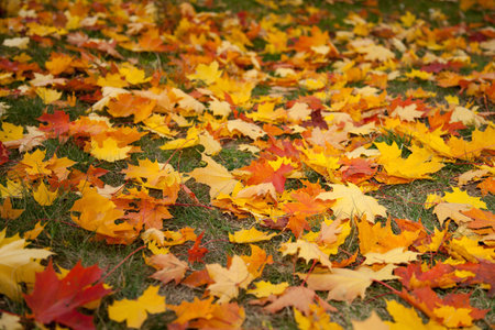Autumn leaves background - closeup shot