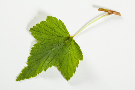 Fresh leaf of currant bush on white backgroundの写真素材