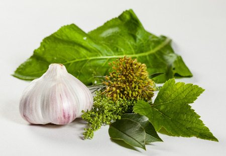 Head of garlic and fresh greens on white backgroundの写真素材