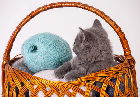 Woolen yarn and little kitten in a braided basket on white backgroundの写真素材