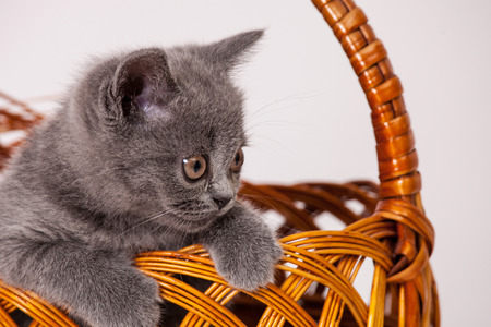 Little kitten in a braided basket on white backgroundの写真素材