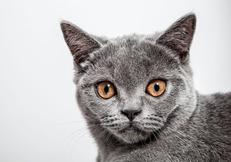 Portrait of a beautiful british cat on white background