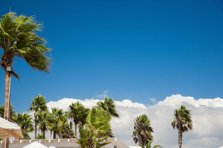 Beach palms - closeup shotの写真素材