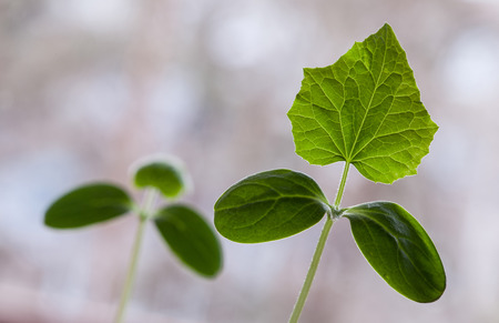 Young cucumber plants - macro shotの写真素材