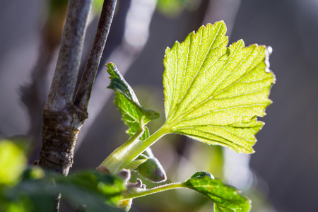 Young currant bush - macro shotの写真素材