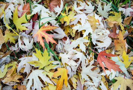 Autumn landscape: beautiful leaf fall backgroundの写真素材